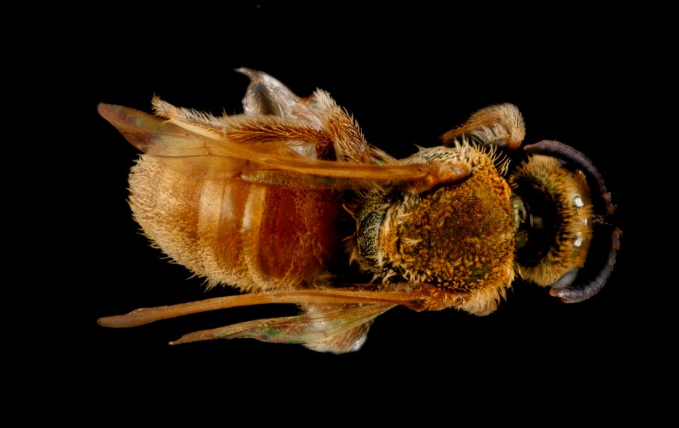 Lasioglossum vierecki, unknown, back 2012-07-17-16.54.18 ZS PMax