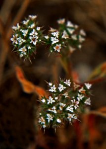 San Fernando Valley spineflower in bloom