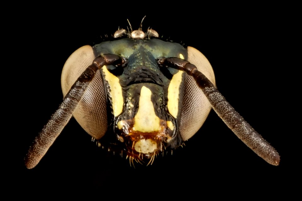 Ceratina tricolor, m, panama, face 2014-08-29-16.28.21 ZS PMax