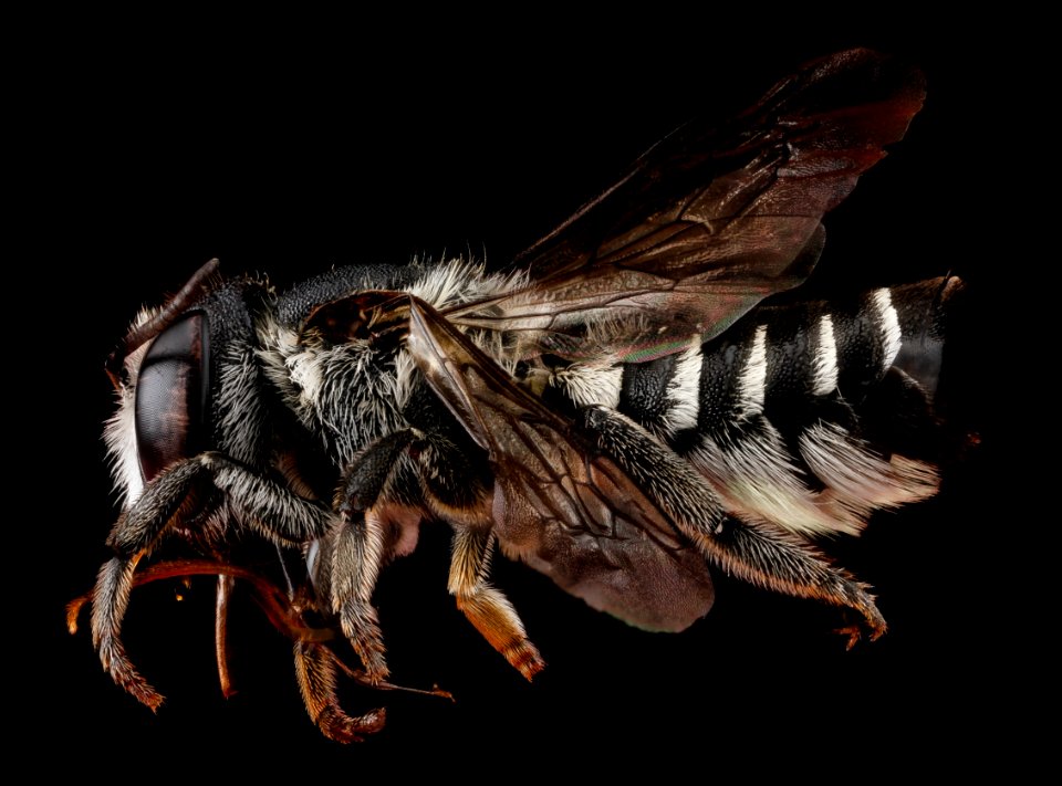 Megachile apicalis, female, side 2012-07-10-11.45