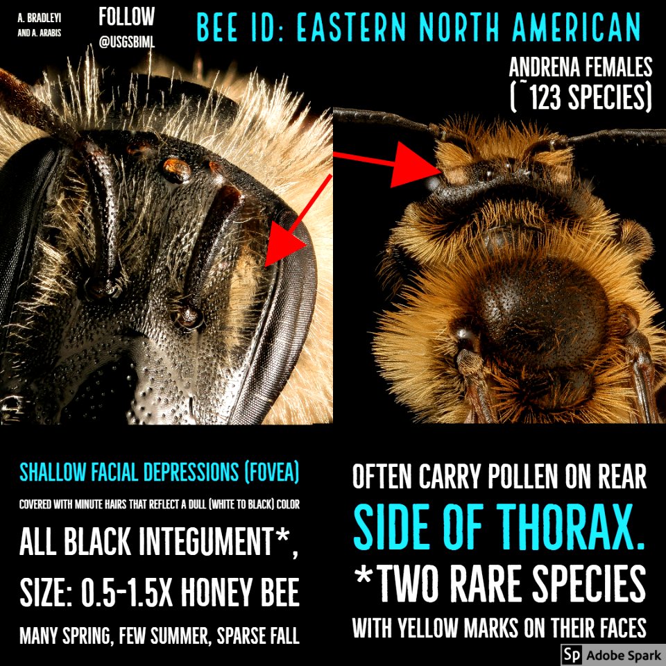 Andrena Female (1)