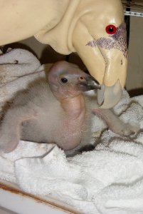 P204 12 days old 5.jpg