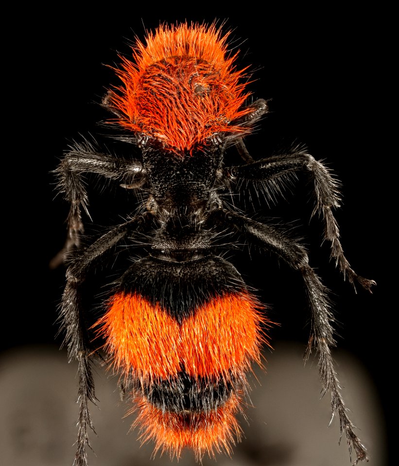 Velvet Ant, F, Back, Hot Springs Village, AR 2015-08-20-16.24.57 ZS PMax UDR photo