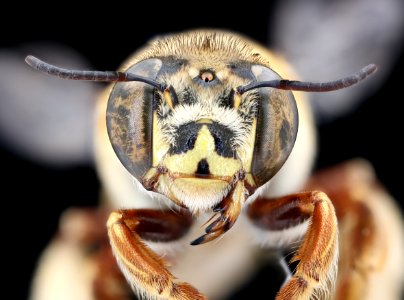 Centris aethyctera, m, face, Costa Rica 2020-08-19-16.40.22 ZS PMax UDR