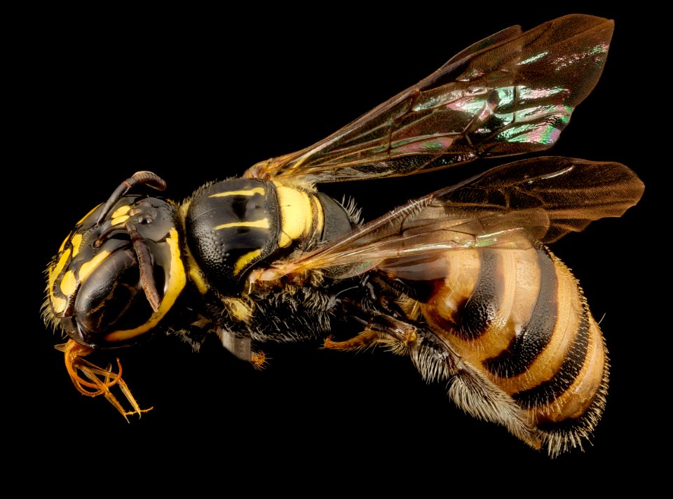 Ceratina 14507h1, m, vietnam, side 2014-08-09-16.53.21 ZS PMax