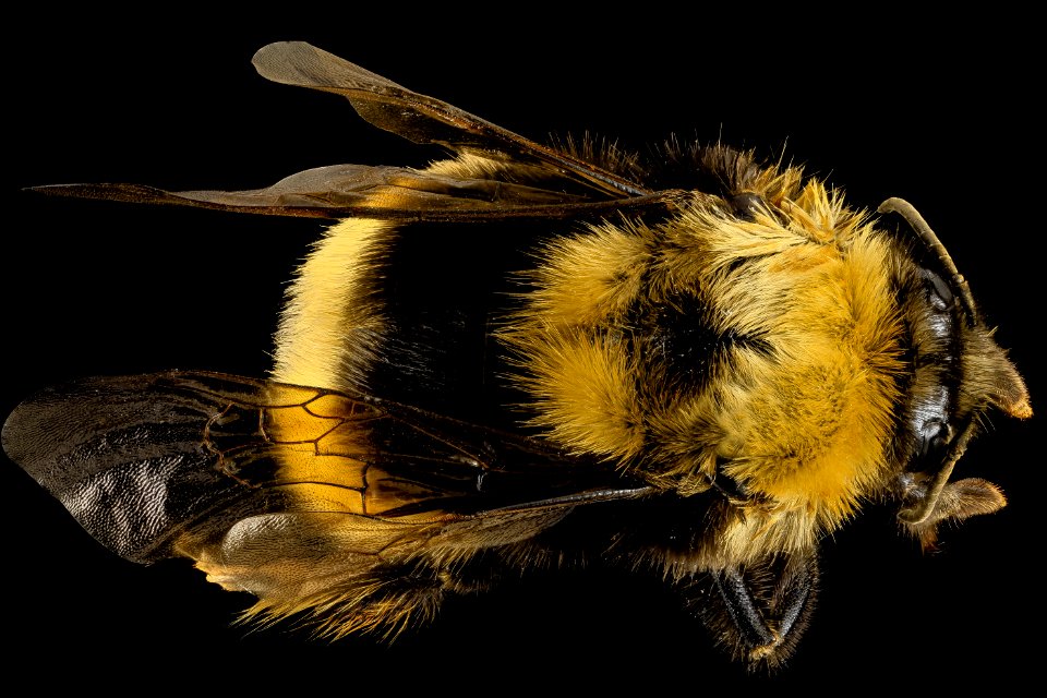 Bombus occidentalis, F, Back, Utah Co., Utah 2014-01-10-15.14.35 ZS PMax