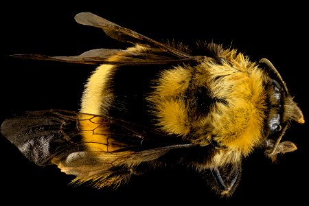 Bombus occidentalis, F, Back, Utah Co., Utah 2014-01-10-15.14.35 ZS PMax photo