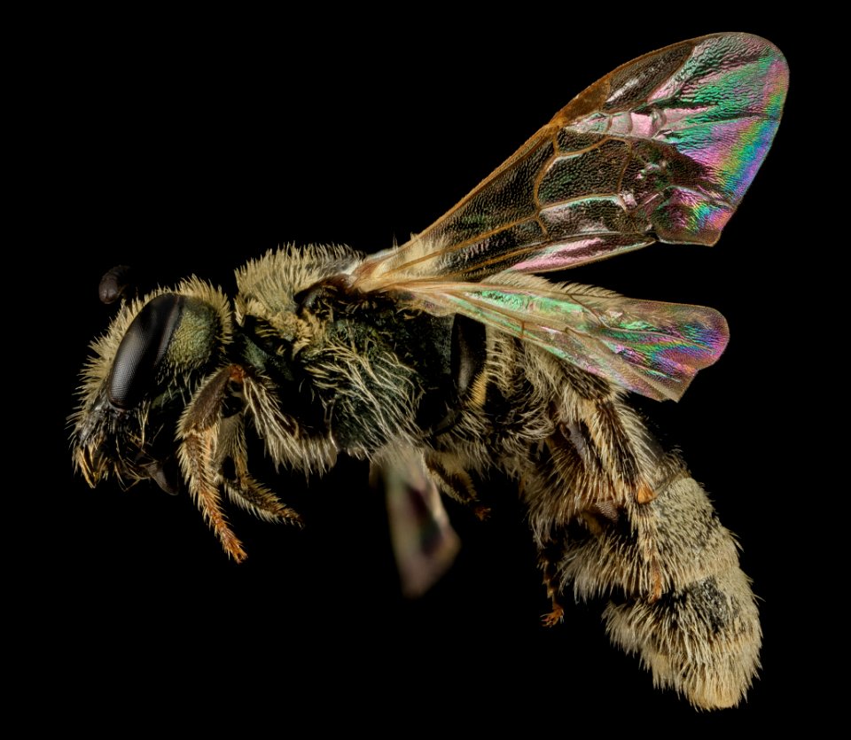 Lasioglossum perpunctatum, F, Side, MI, Alger County 2014-03-21-15.21.09 ZS PMax