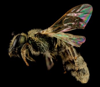 Lasioglossum perpunctatum, F, Side, MI, Alger County 2014-03-21-15.21.09 ZS PMax