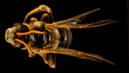 Halictus ligatus, m, back, Centre Co., PA 2017-04-07-17.10