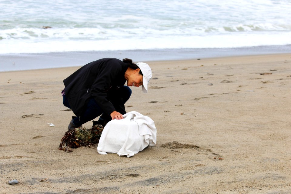 Western snowy plover release