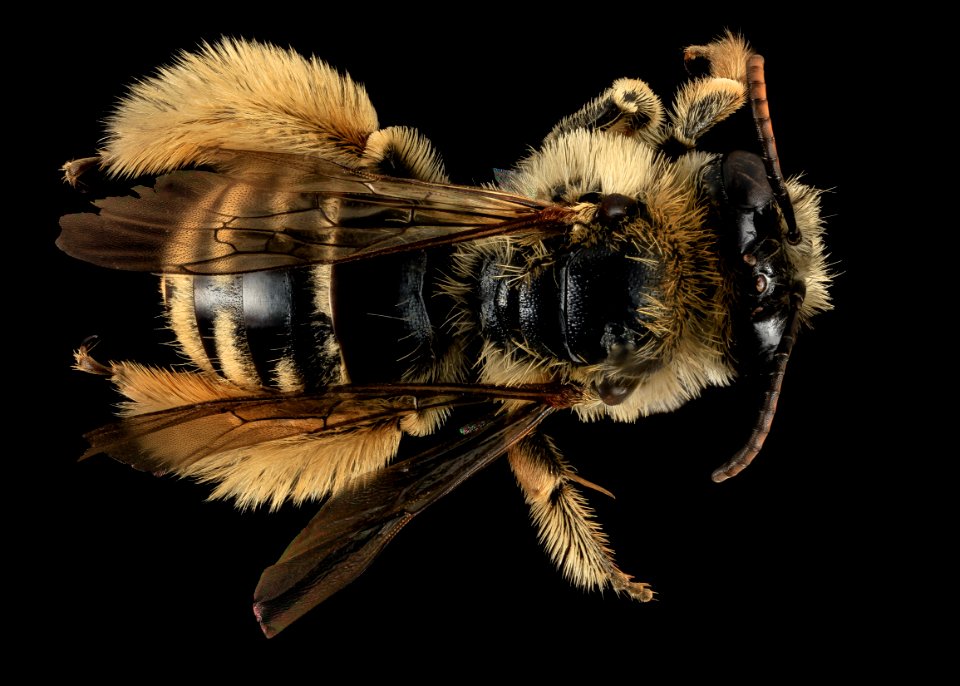 Melissodes lustra, F, Back, CA, Santa Barbara County 2014-06-17-16.24.12 ZS PMax