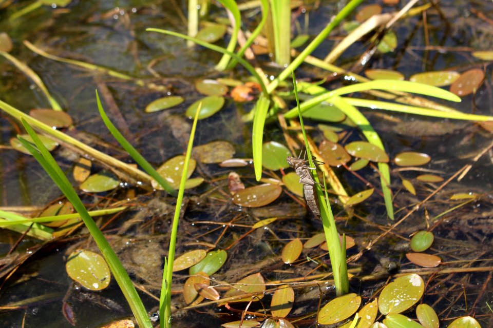 Dragonfly nymph