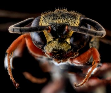 Wasp, F, Face, Cecil County, MD 2013-11-04-11.41.16 ZS PMax photo