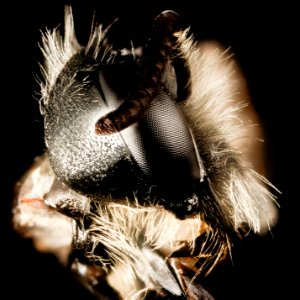 Andrena perplexa, m, talbot, md, faceside 2015-05-17-16.08.22 ZS PMax