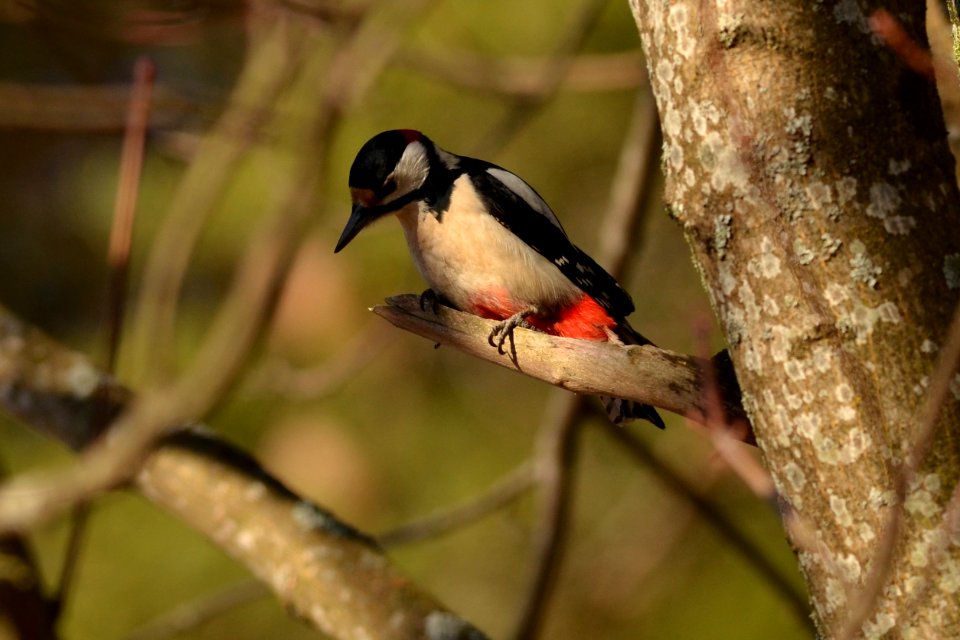 Dendrocopos major