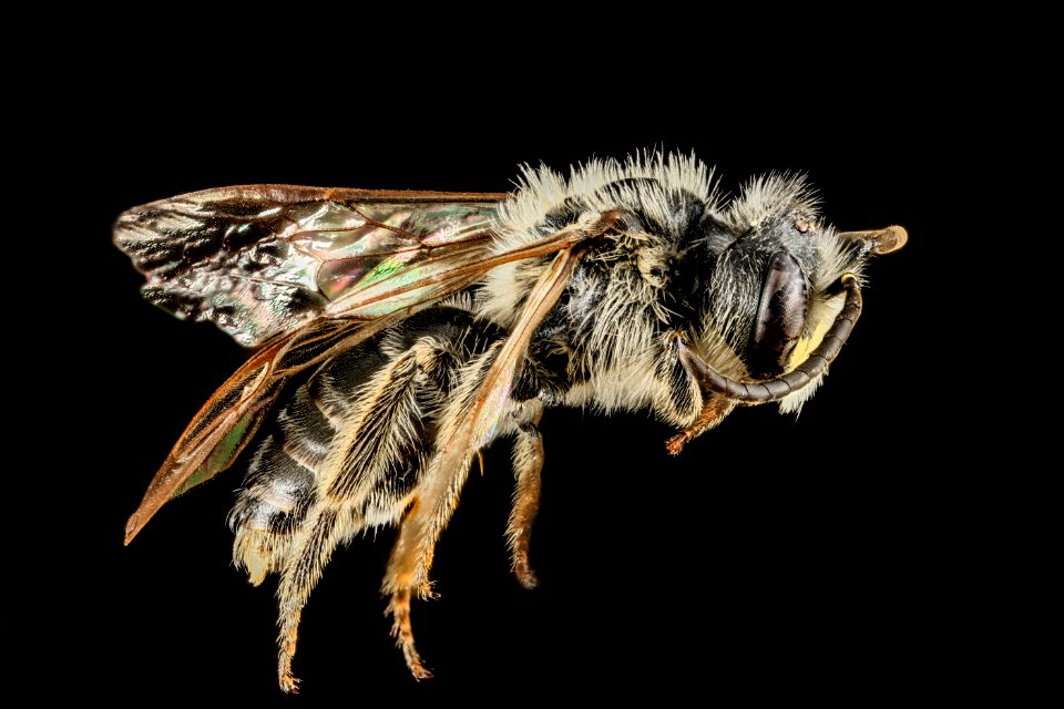 Andrena cressonii, Male, Side, Maryland 2013-05-31-18.24.49 ZS PMax