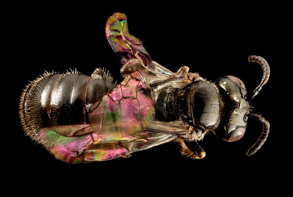 Ceratina rectangulifera, m, panama, back 2014-12-06-16.22.47 ZS PMax photo