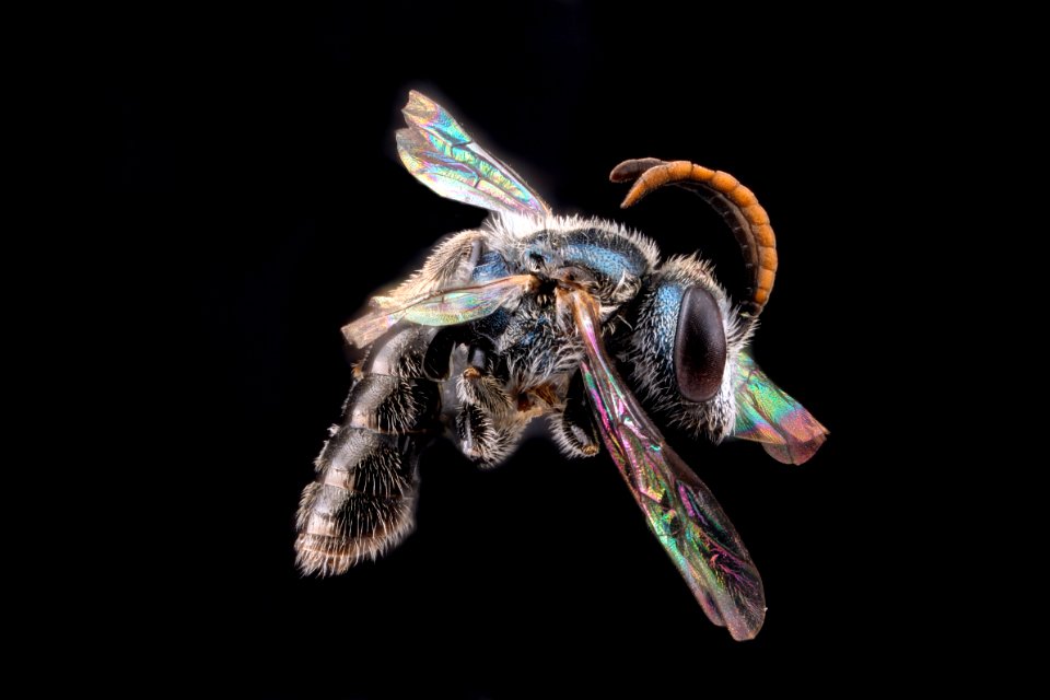 Lasioglossum-nr-puteulanum,-male,-side 2012-06-13-17.28.51-ZS-PMax