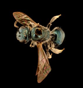Lasioglossum coeruleum, f, back, ct, powerlines 2018-11-05-11.48.25 ZS PMax UDR