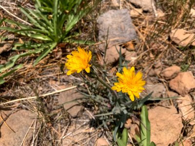 Largeflower hawksbeard (Crepis occidentalis) on hiking trail in Nevada