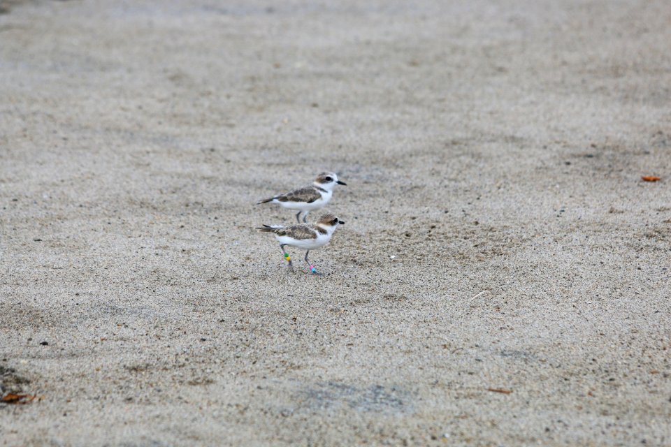 Western snowy plover release
