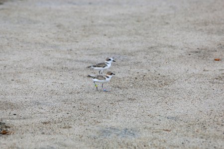 Western snowy plover release