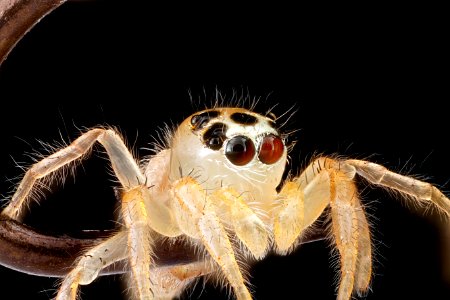 Jumping-Spider,on-fish-hook-eyes 2012-08-02-16.13.51-ZS-PMax photo