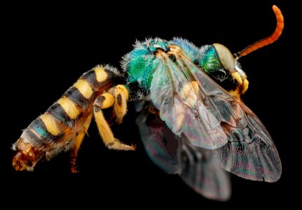 Agapostemon angelicus, M, side, Pennington County, SD 2012-11-13-10.46.15 ZS PMax photo