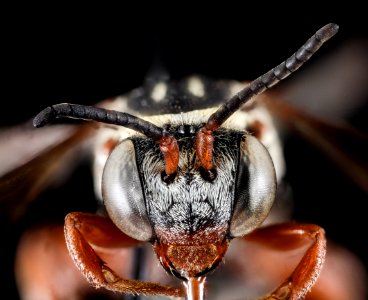 Triepeolus lunatus lunatus, M, Face1, GA, Baker County 2015-01-27-19.19.03 ZS PMax photo