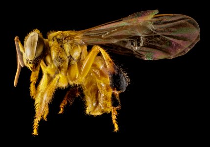 Stingless bee 1, f, side, peru 2014-07-30-12.46.57 ZS PMax photo