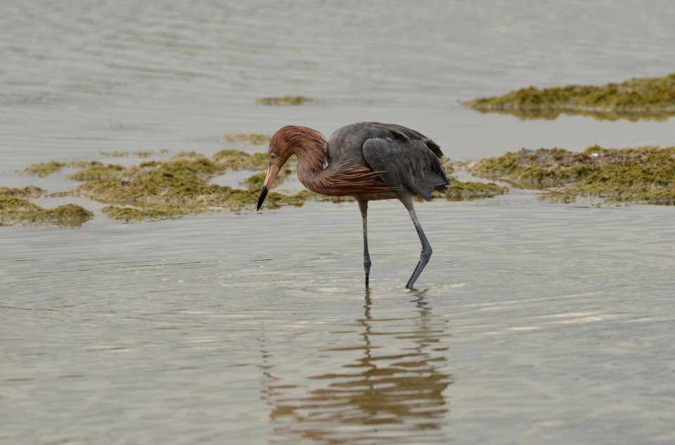 Egretta rufescens