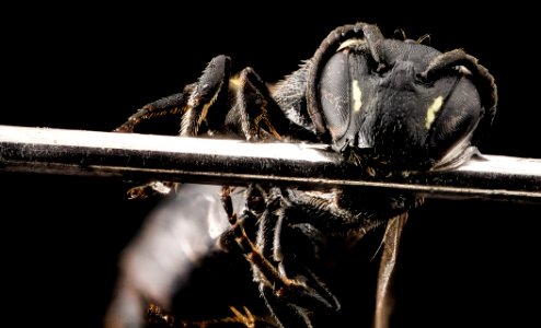Hylaeus verticalis, f, face, NY, Esker Fen 2014-07-25-09.09