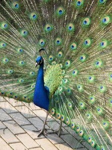 Male feather peacock korunkatý