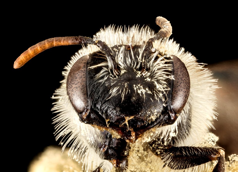 Andrena specularia, F, Face, ND, Stutsman County 2014-11-01-19.44