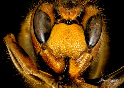 vespa crabro, f, side2, denmark 2016-01-08-13.29 photo