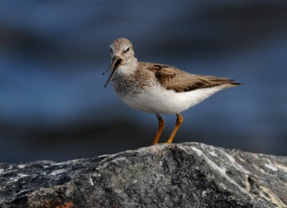 Xenus cinereus