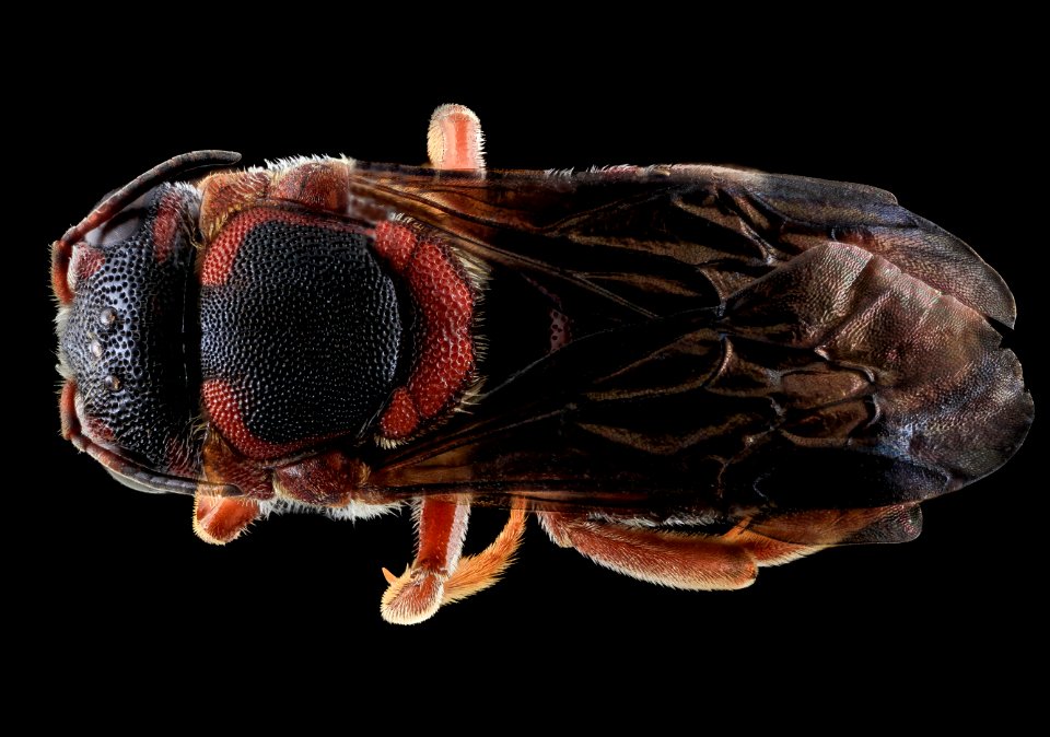 Dianthidium floridiense, Female, Back, Florida, Broward County 2013-11-15-17.56.16 ZS PMax