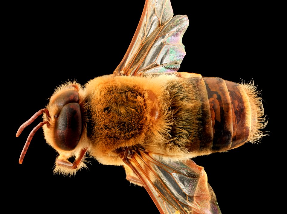 Apis mellifera, Drone, back, MD, Talbot County 2013-09-30-18.03.40 ZS PMax