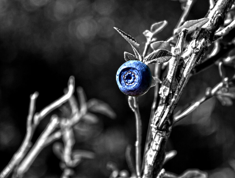 Macro blueberry blue