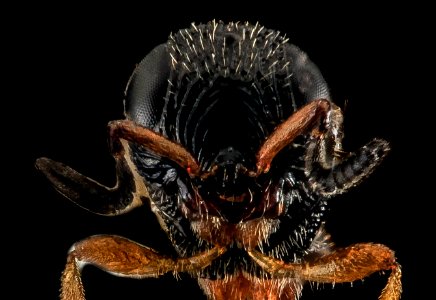Nonbee 3, U, face, Cecil Co., Maryland 2014-01-16-16.14.15 ZS PMax photo
