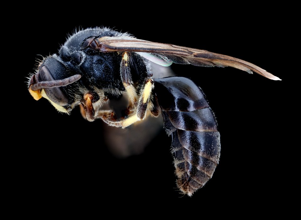 Hylaeus basalis, m, left 2020-08-19-15.57.57 ZS PMax UDR