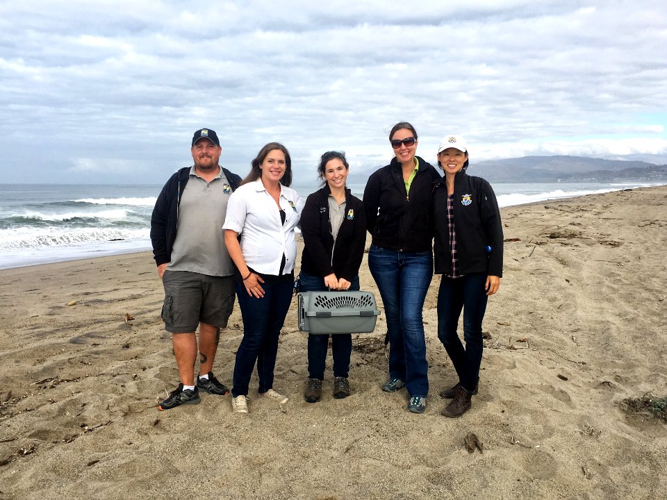 Western snowy plover release