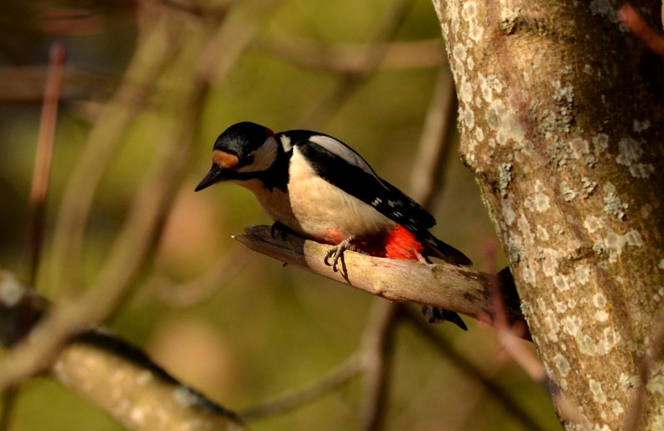 Dendrocopos major