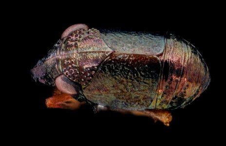 tiny bug two back beltsville jade 10.07.2020 2020-10-07-18.03.36 ZS PMax UDR