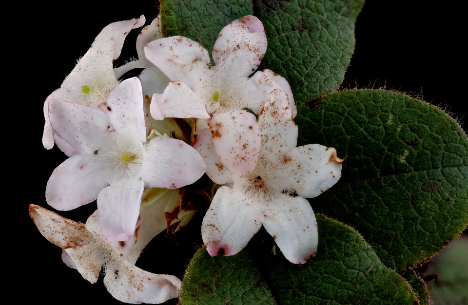 Epigaea repens 2, Trailing Arbutus, Howard County, Md, Helen Lowe Metzman 2019-10-23-15.29.35 ZS PMax UDR