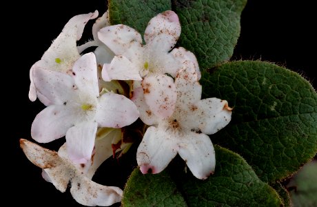 Epigaea repens 2, Trailing Arbutus, Howard County, Md, Helen Lowe Metzman 2019-10-23-15.29.35 ZS PMax UDR