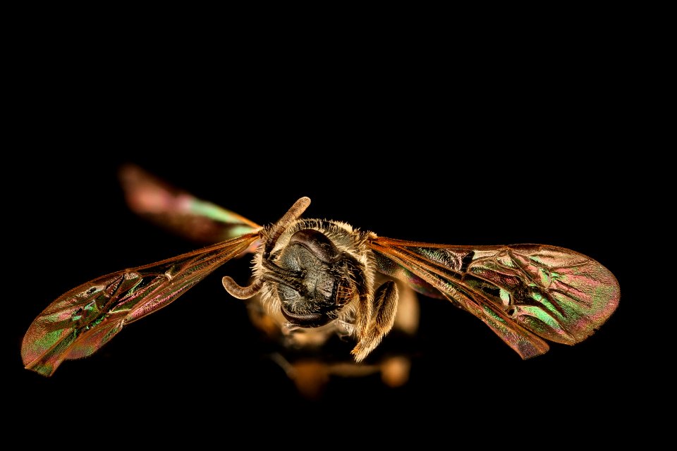 Lasioglossum Versans, f, face, Washington Co ME 2019-03-21-20.14.39 ZS PMax UDR