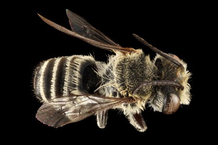 Megachile concinna, M, Back, Puerto Rico, Boqueron 2014-09-23-15.08.24 ZS PMax