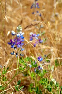 Mission Blue Butterfly Host plant - Lupin